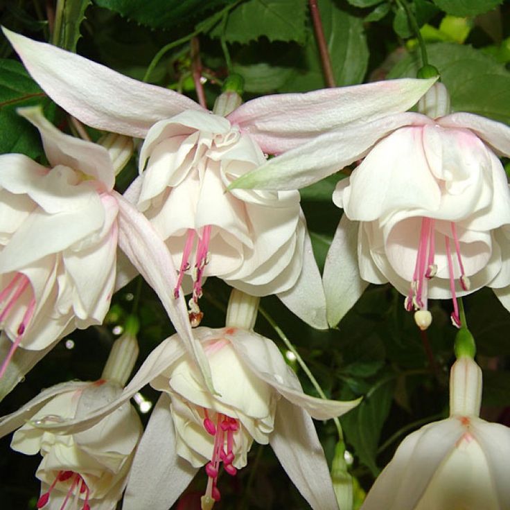 Превью изображения