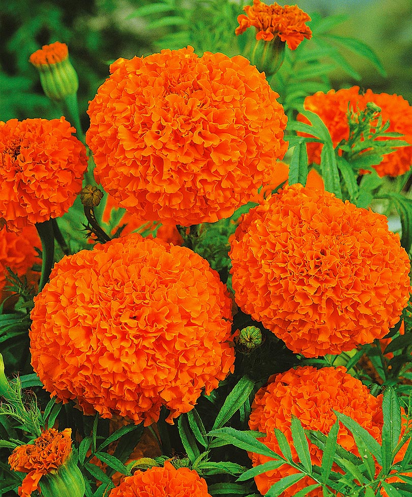 Превью изображения