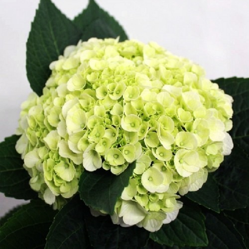 Превью изображения