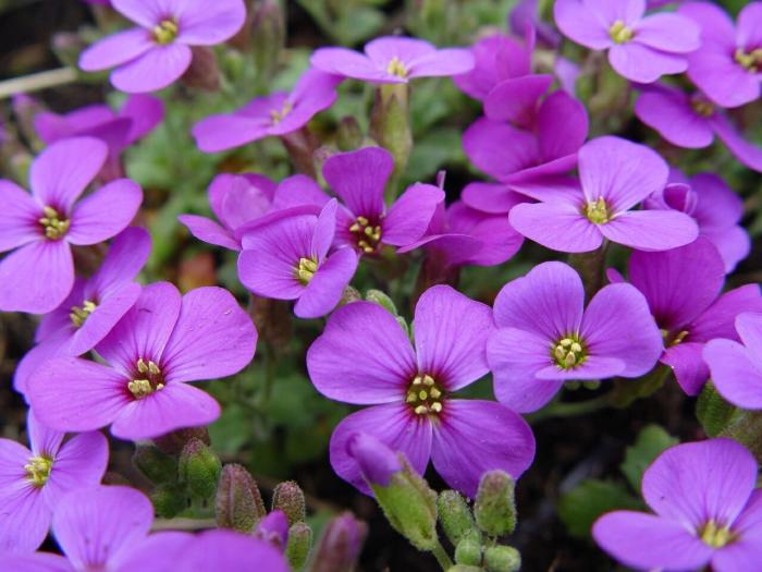 Превью изображения