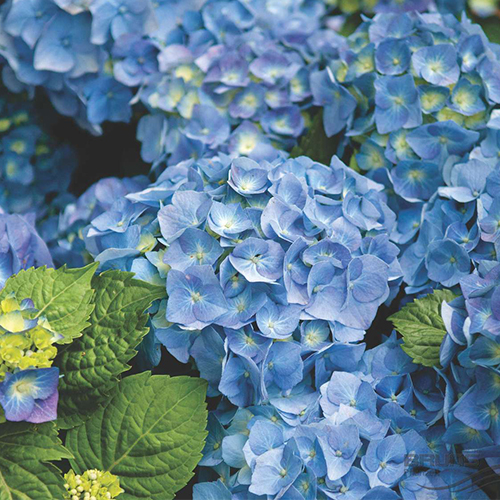 Превью изображения