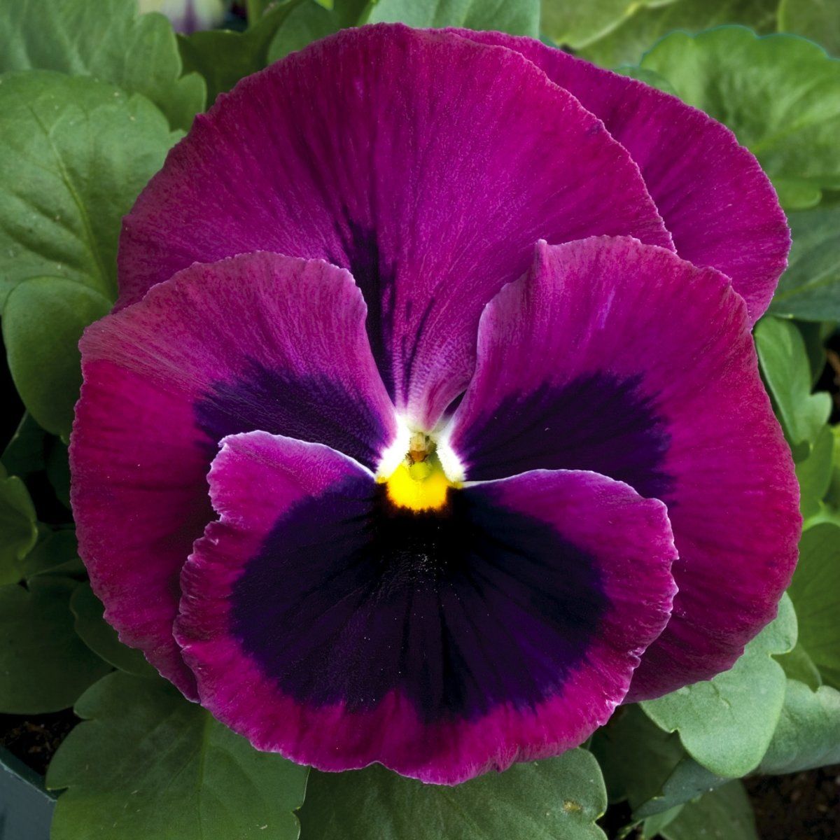 Превью изображения