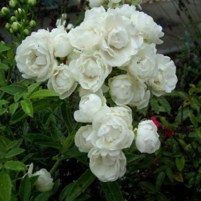 Превью изображения