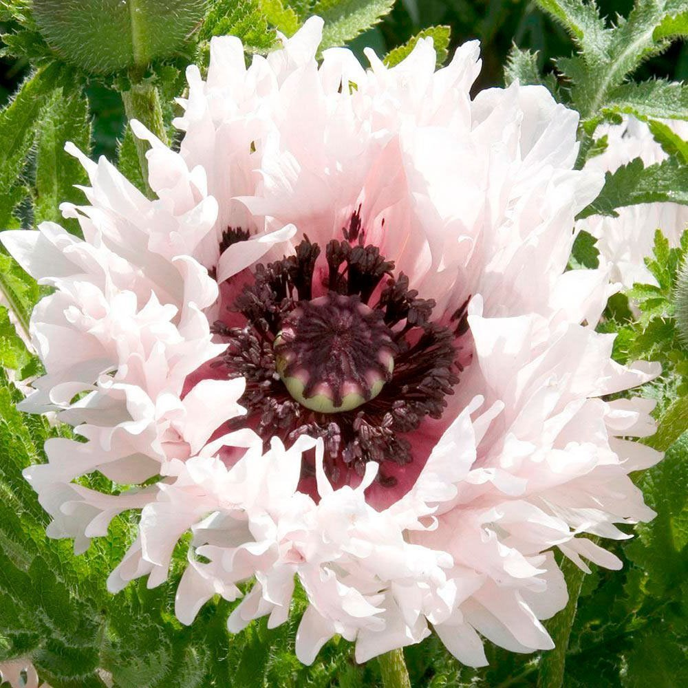 Превью изображения