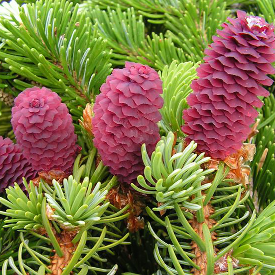 Превью изображения