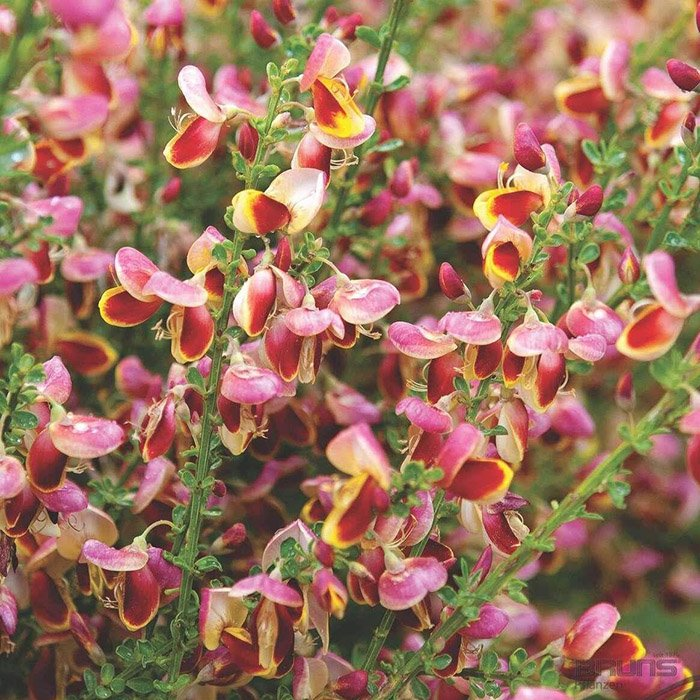 Превью изображения