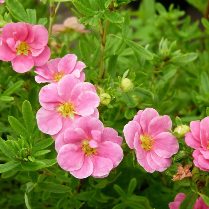 Превью изображения