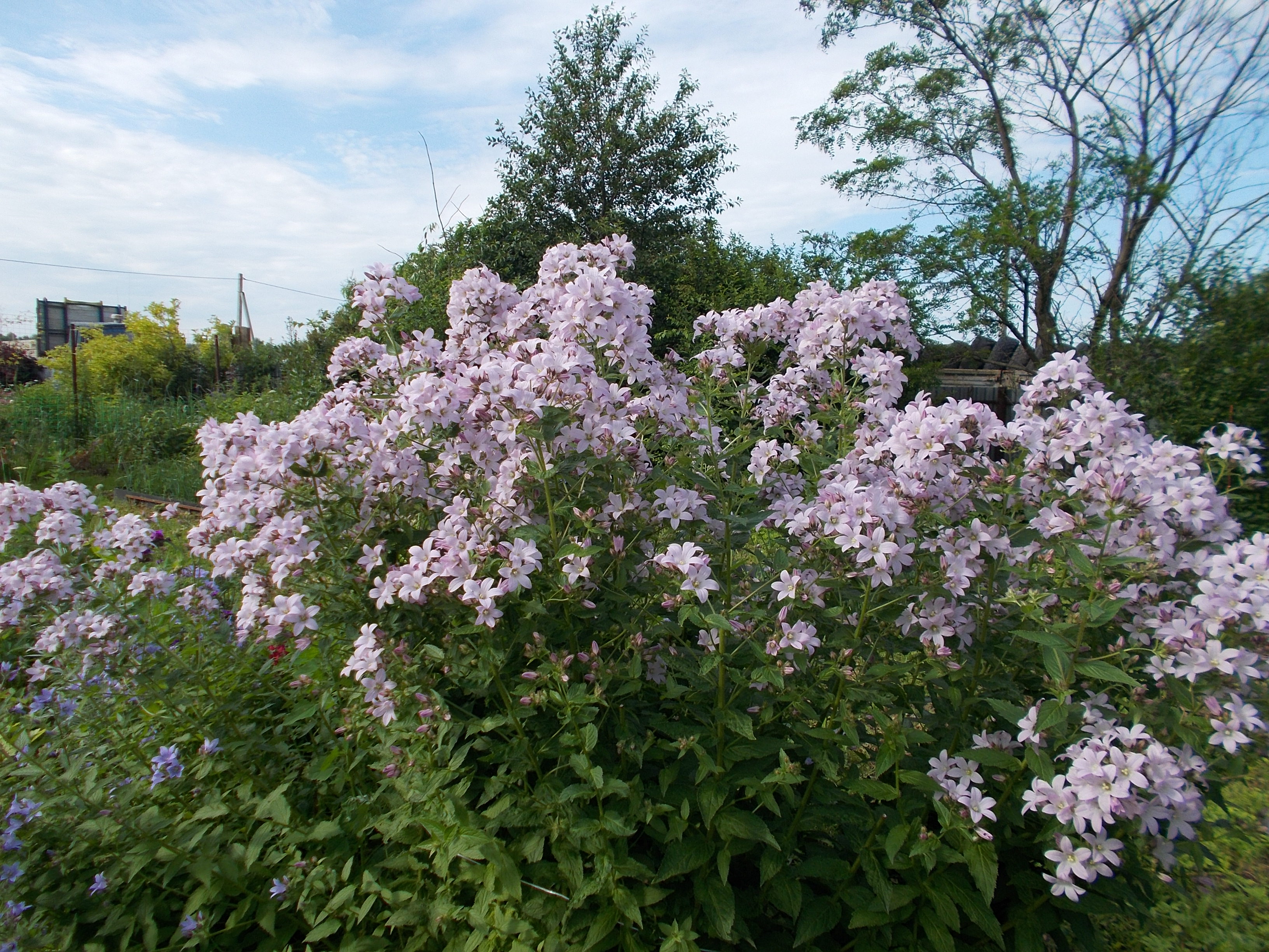 Превью изображения