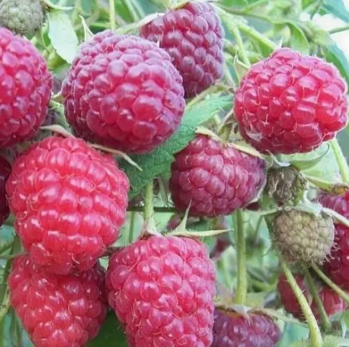 Превью изображения