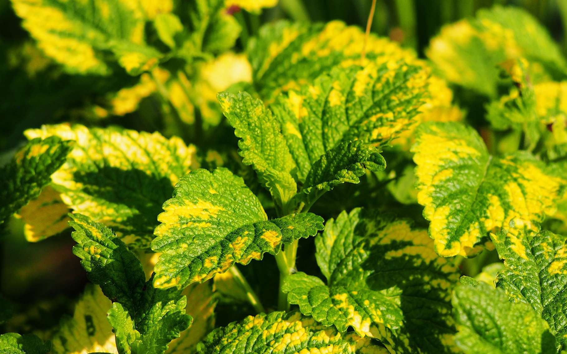 Превью изображения