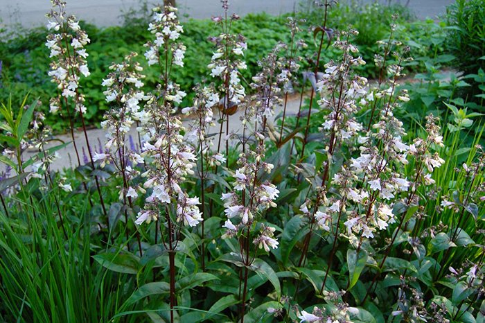 Превью изображения