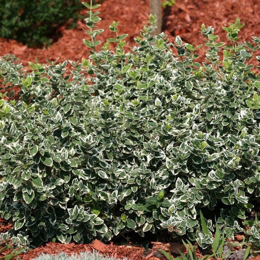 Превью изображения