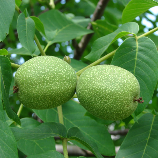 Превью изображения