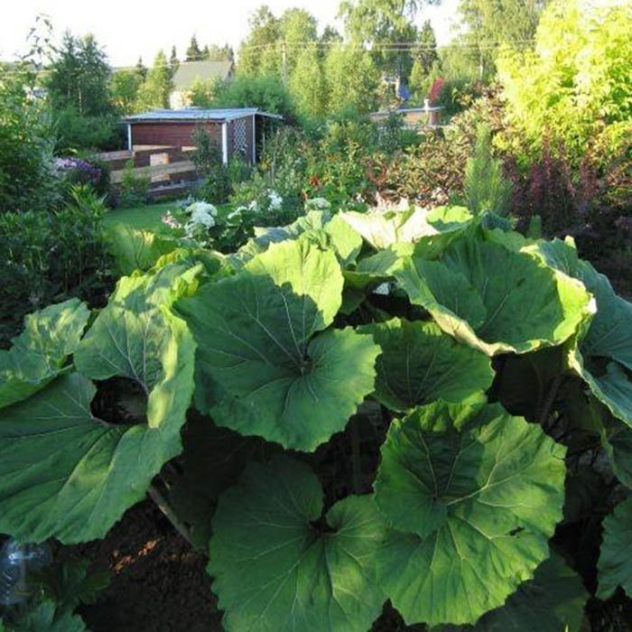 Превью изображения