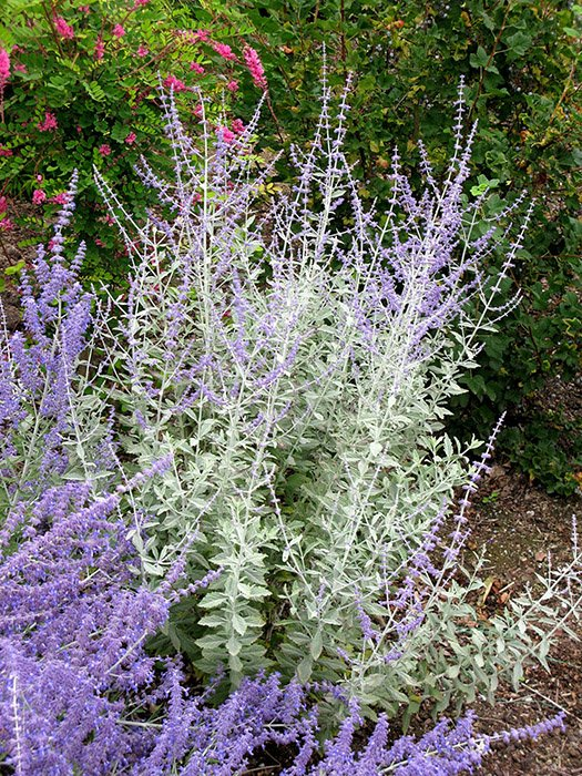 Превью изображения