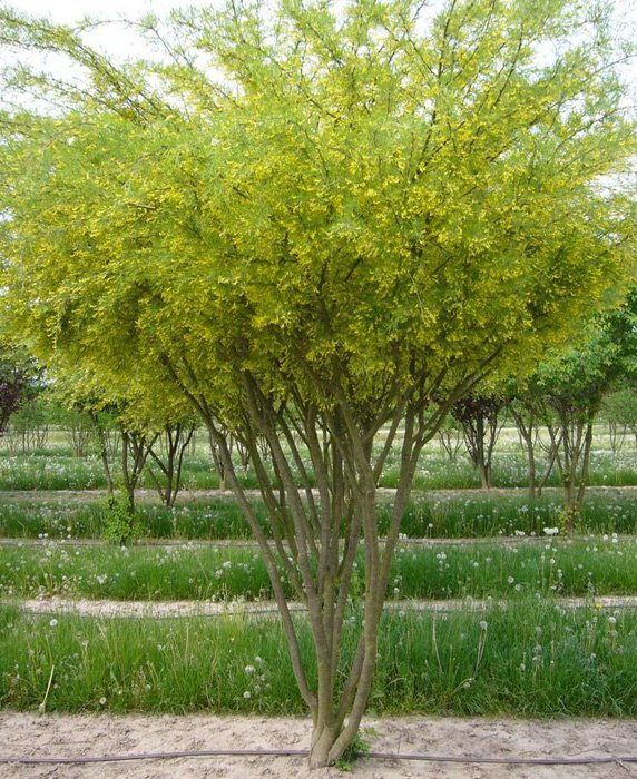 Превью изображения