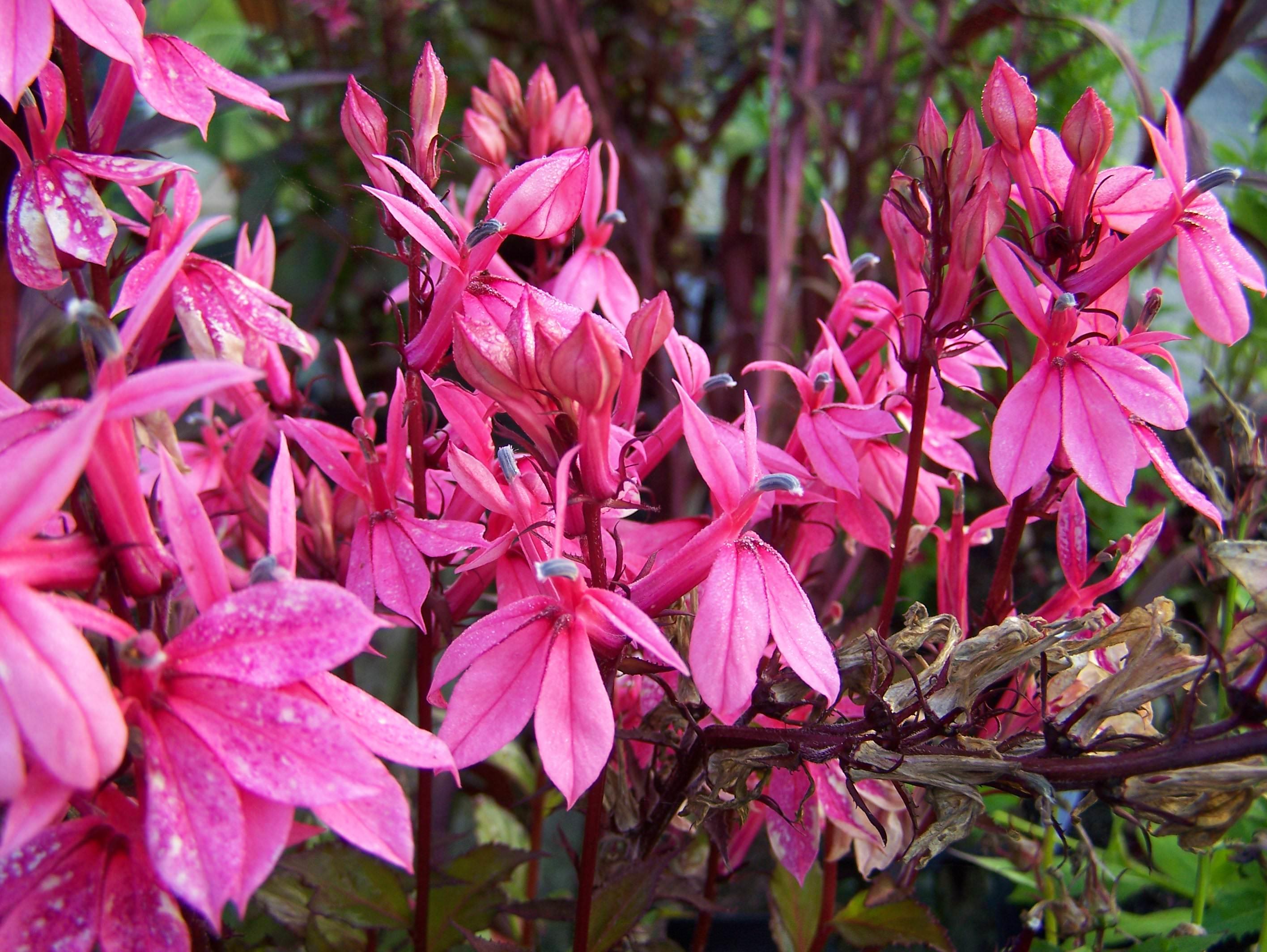 Превью изображения