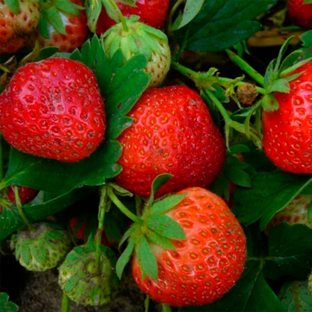 Превью изображения