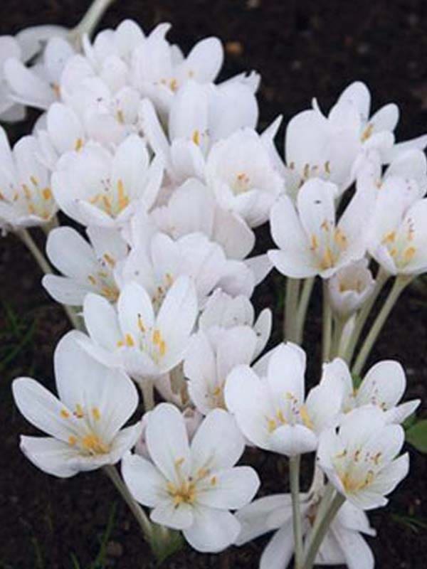 Превью изображения