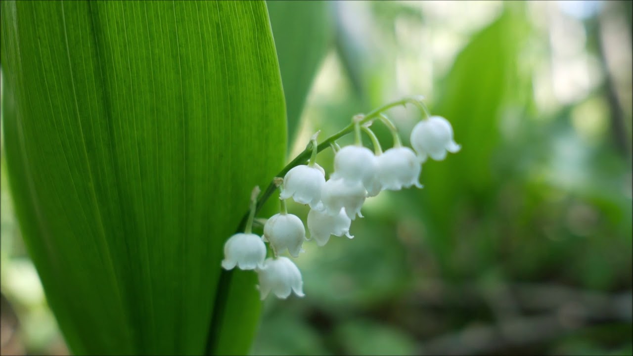 Превью изображения