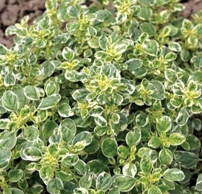 Превью изображения