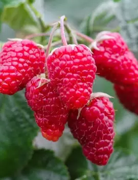 Превью изображения