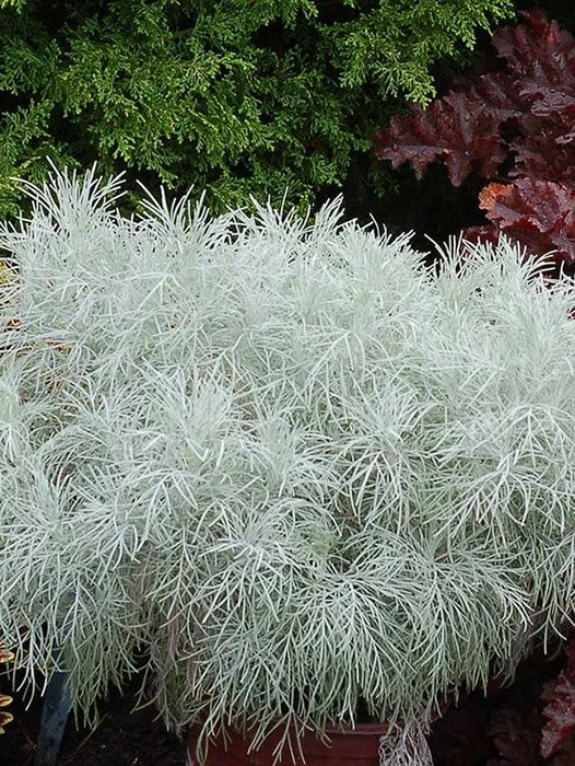 Превью изображения