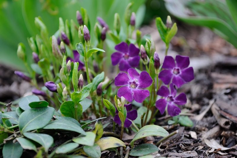 Превью изображения