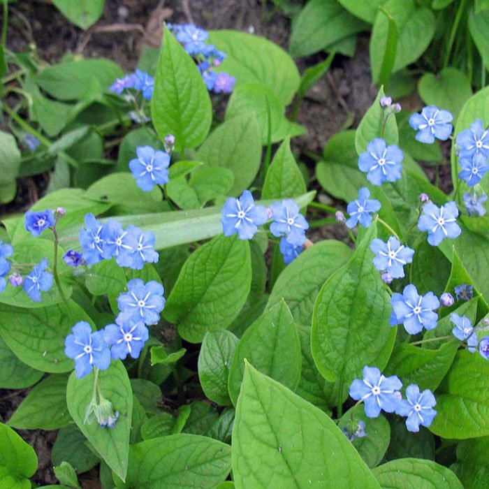 Превью изображения