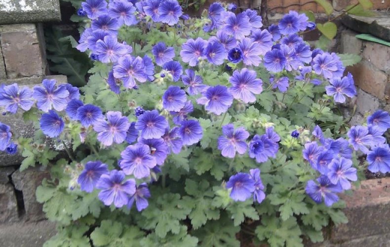 Превью изображения