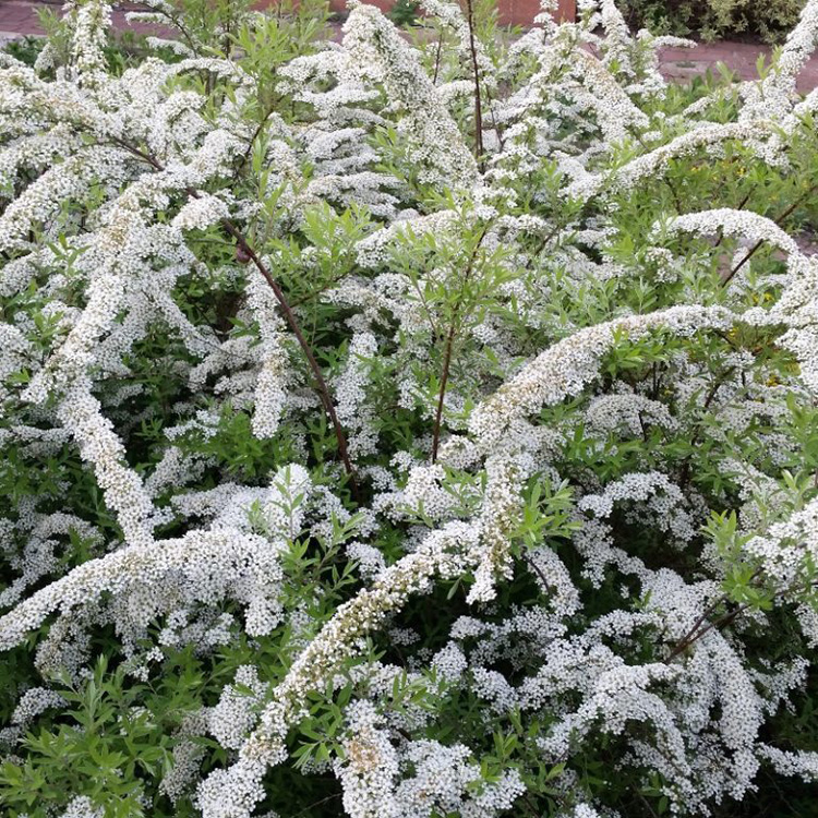 Превью изображения