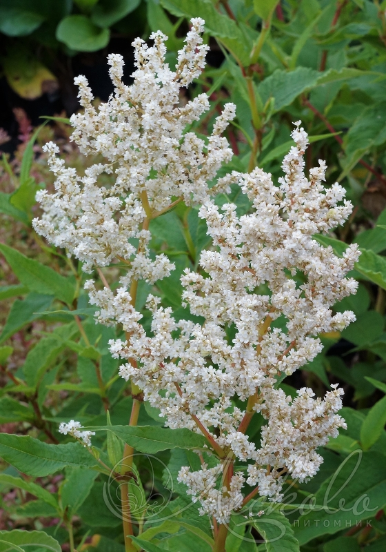 Превью изображения