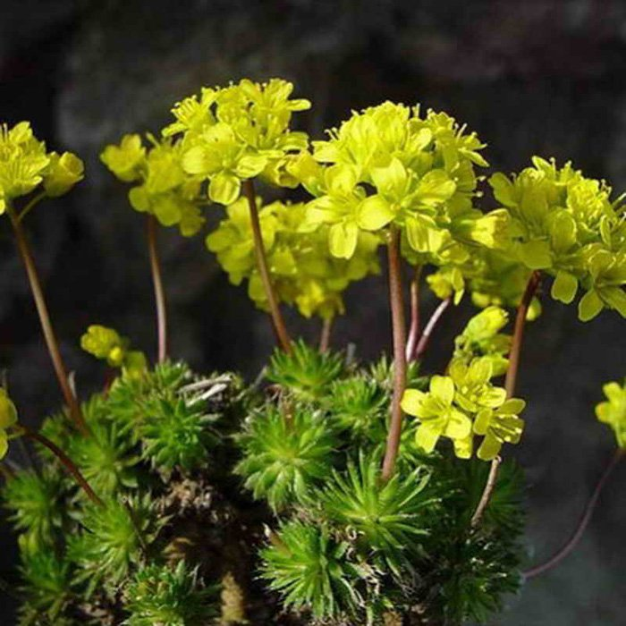 Превью изображения