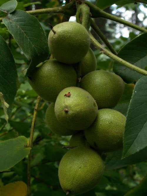 Превью изображения