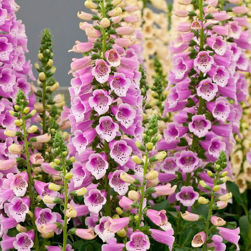 Превью изображения