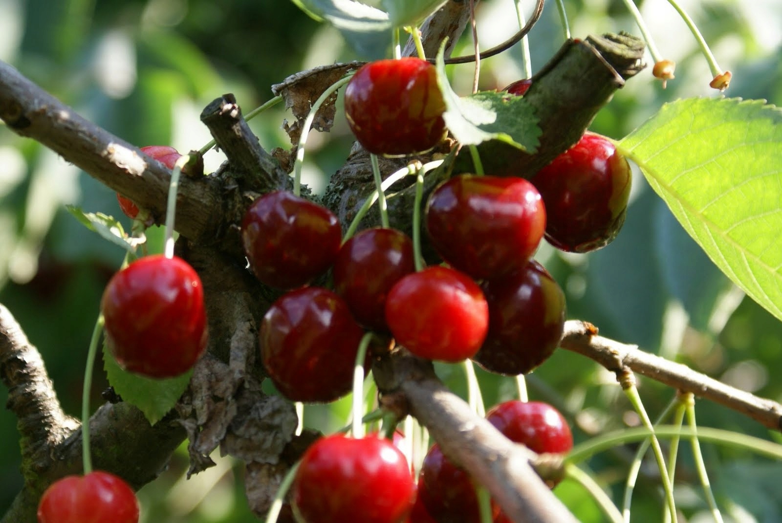 Превью изображения