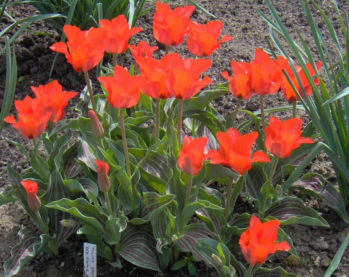 Превью изображения