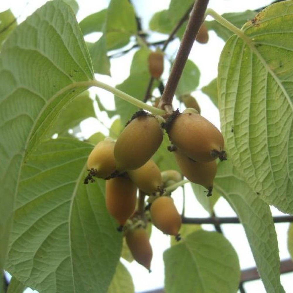 Превью изображения