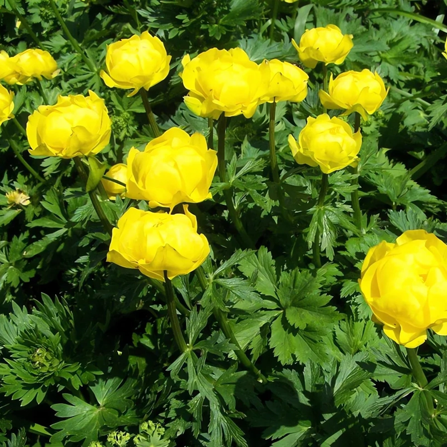 Превью изображения