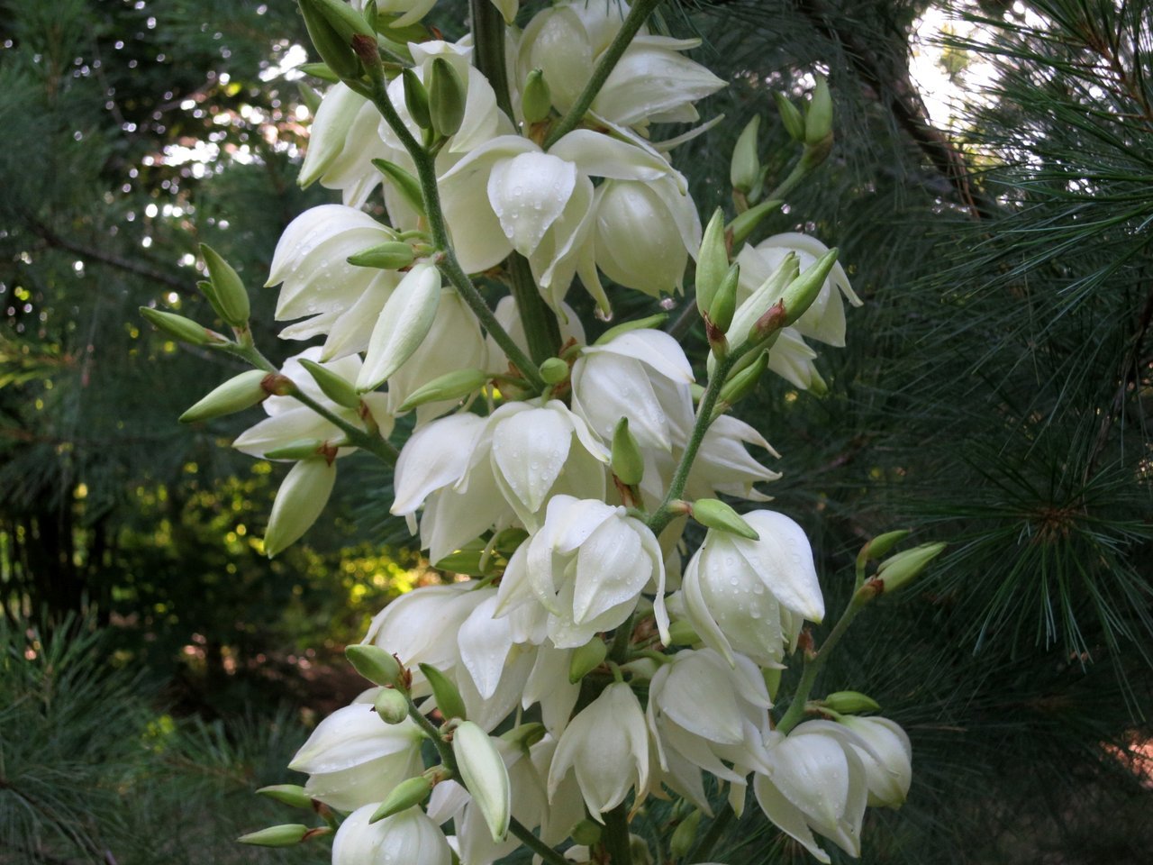 Превью изображения