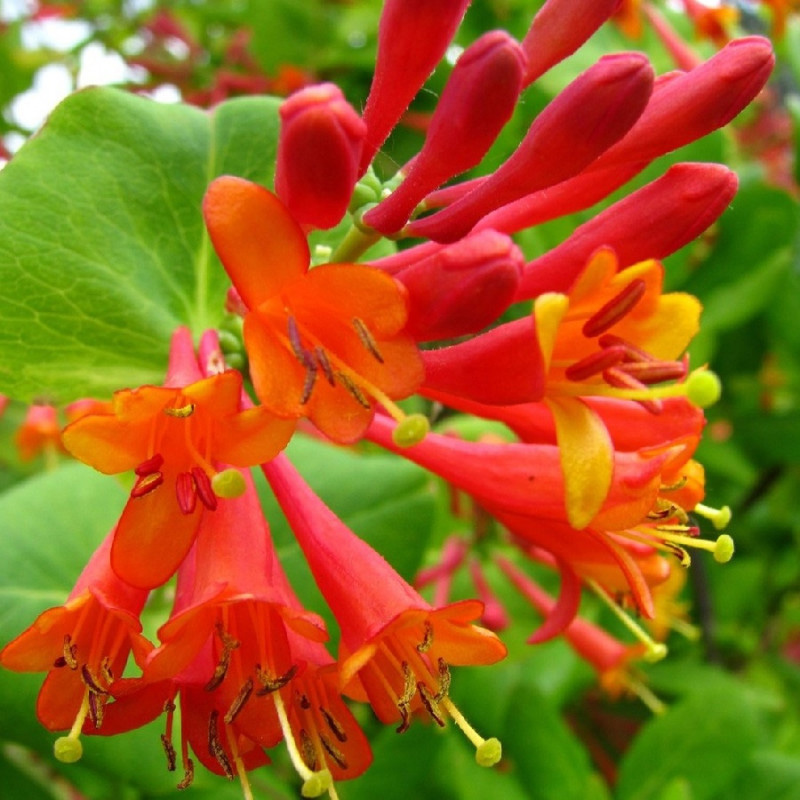 Превью изображения