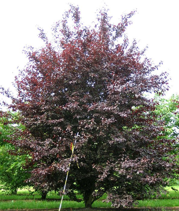 Превью изображения