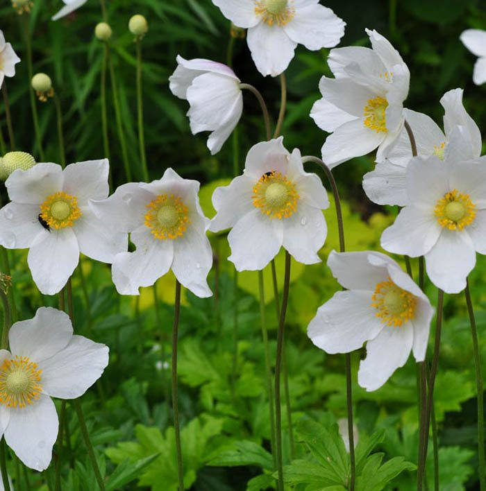 Превью изображения