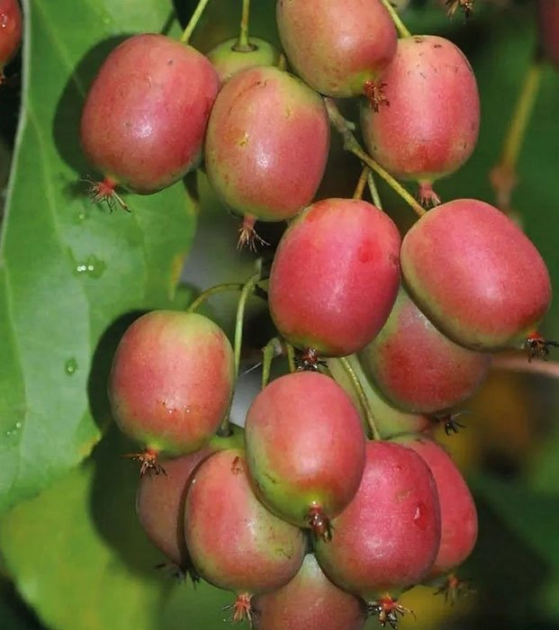 Превью изображения