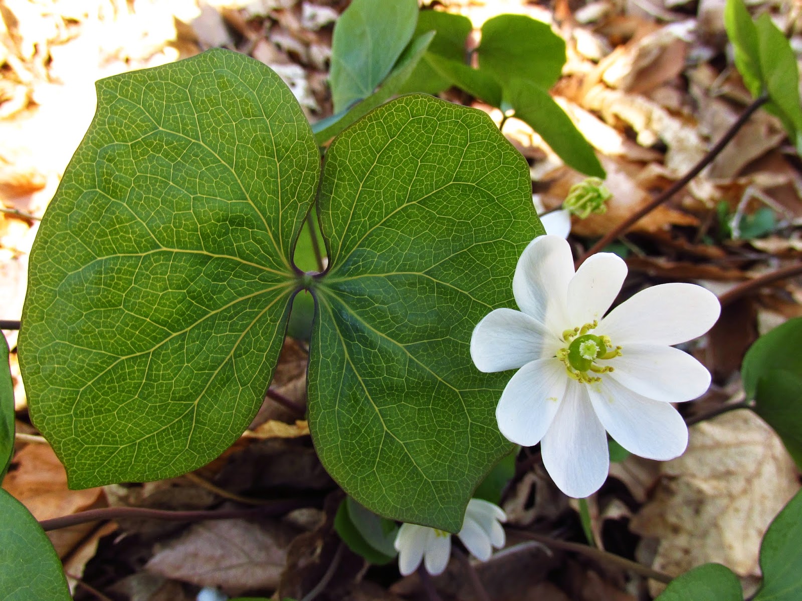 Превью изображения