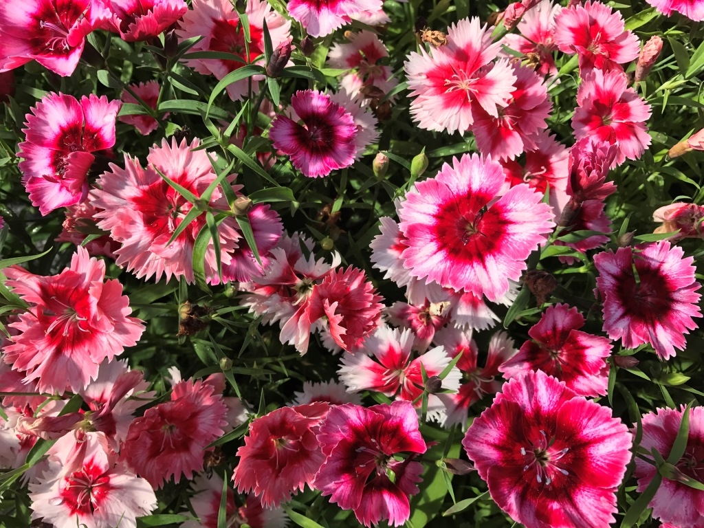 Превью изображения