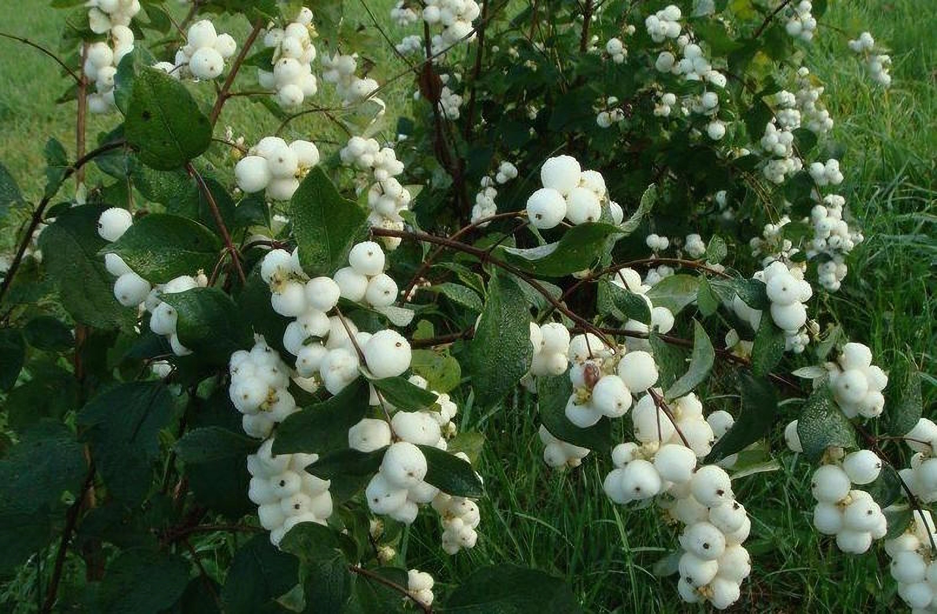 Превью изображения