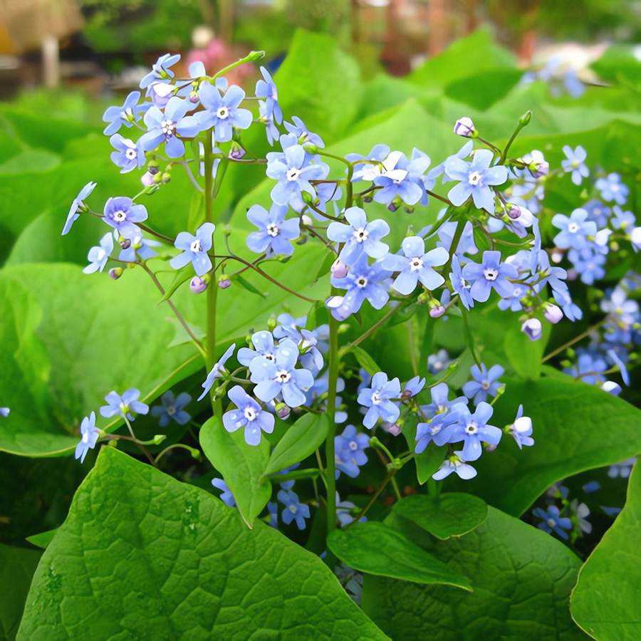 Превью изображения