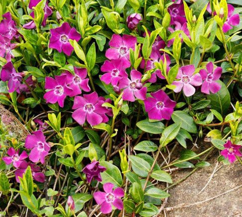 Превью изображения