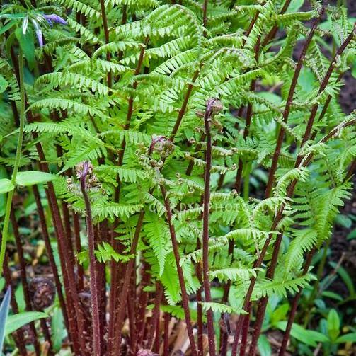 Превью изображения